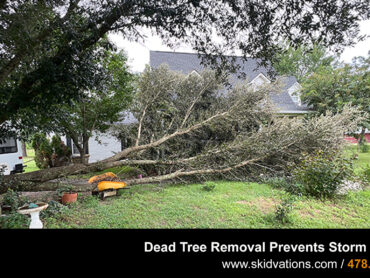 Dead Tree Removal Prevents Storm Damage